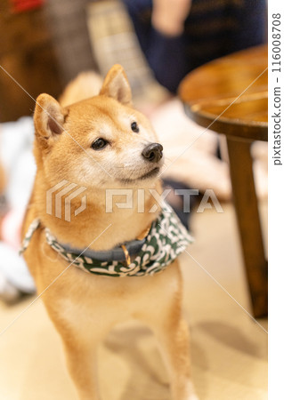 Mameshiba from Asakusa Mameshiba Cafe 116008708