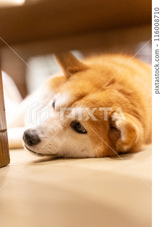 A small Shiba Inu relaxing under a low table 116008710