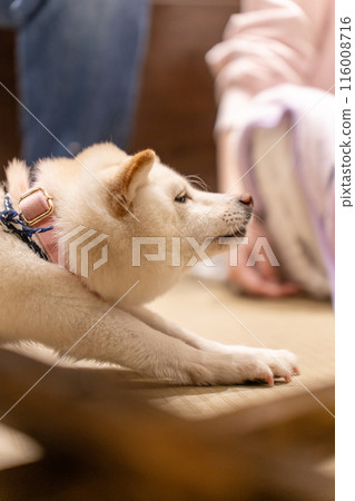 A white Shiba Inu stretching 116008716