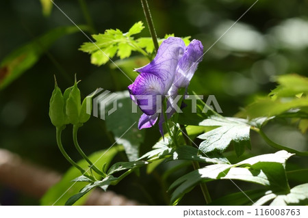 附子，透明紫色花，野花 116008763