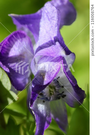 附子，透明紫色花，野花 116008764