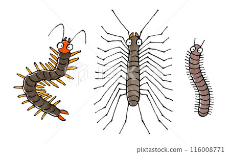 Centipede, House Centipede, Millipede Centipede, House Centipede, Millipede 116008771