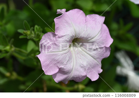 Petunia flowers blooming in the garden 116008809