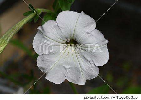 Petunia flowers blooming in the garden 116008810
