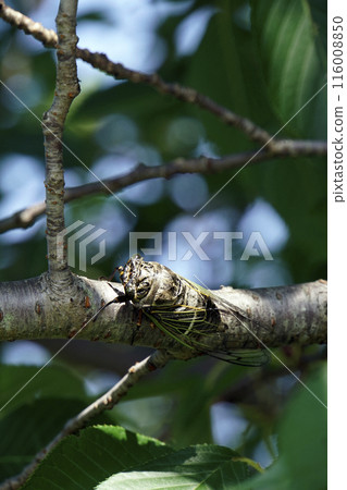 夏日陽光下，蟬棲息在櫻花樹上 116008850