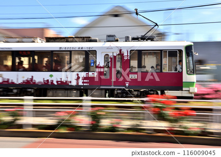 Toei Sakura Toei Railway runs on tracks with roses blooming on both sides Toei Sakura Toei Railway runs on tracks with roses blooming on both sides 116009045