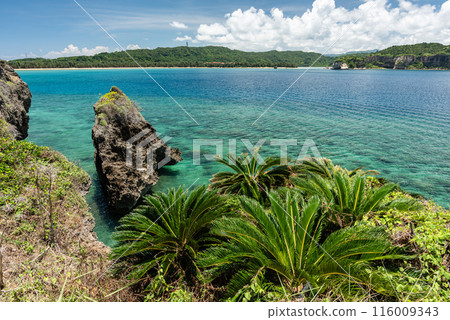 Tropical island with palm trees and beautiful sea. Iriomote Island Tropical island with palm trees and beautiful sea. Iriomote Island 116009343