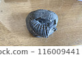 Fossil of ammonite 116009441