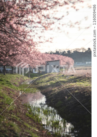 Kawazu cherry blossom trees along the Shinkawa Senbonzakura in Yachiyo Kawazu cherry blossom trees along the Shinkawa Senbonzakura in Yachiyo 116009486