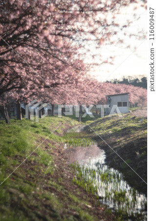 Kawazu cherry blossom trees along the Shinkawa Senbonzakura in Yachiyo Kawazu cherry blossom trees along the Shinkawa Senbonzakura in Yachiyo 116009487