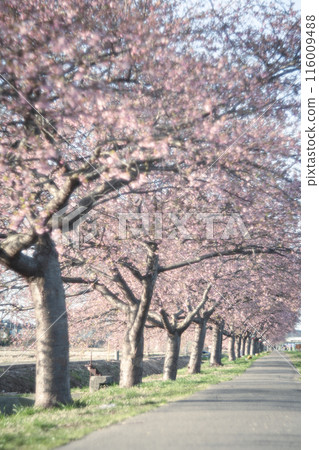 Kawazu cherry blossom trees along the Shinkawa Senbonzakura in Yachiyo Kawazu cherry blossom trees along the Shinkawa Senbonzakura in Yachiyo 116009488