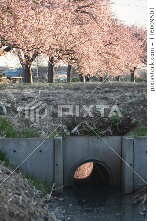 河津櫻花的新川八千代千本櫻系列 河津櫻花的新川八千代千本櫻系列 116009501