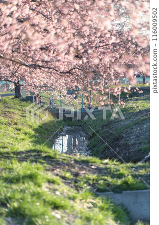 河津櫻花的新川八千代千本櫻系列 116009502