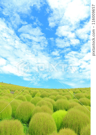 Autumn sky and Kochia hill Autumn sky and Kochia hill 116009657