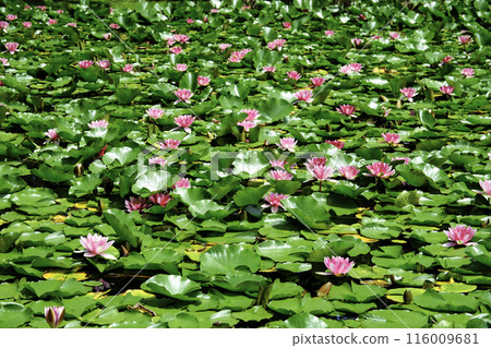 生長在池塘裡的睡蓮花 生長在池塘裡的睡蓮花 116009681