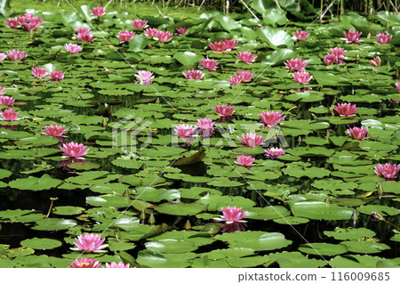 Pink lily blooming in the pond 116009685