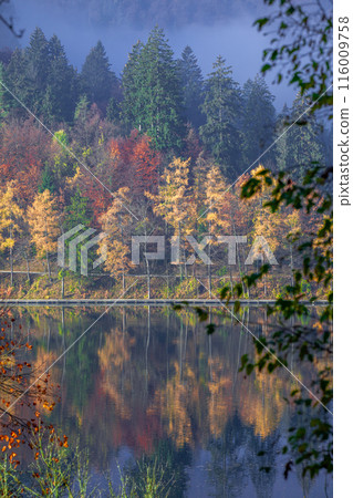 Lake Bled 116009758