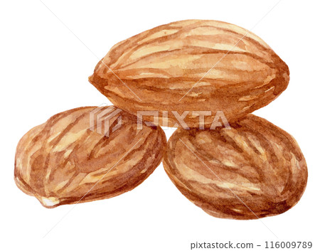 Stacked almonds watercolor illustration Stacked almonds watercolor illustration 116009789