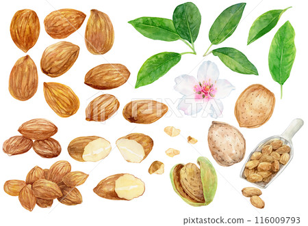 Almond material set watercolor illustration Almond material set watercolor illustration 116009793
