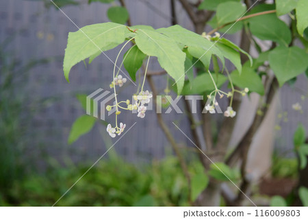 The drooping flowers of the Tsuribana flower / Celastraceae The drooping flowers of the Tsuribana flower / Celastraceae 116009803