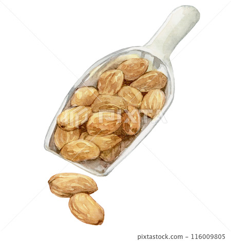 A lot of almonds on a scoop watercolor illustration 116009805
