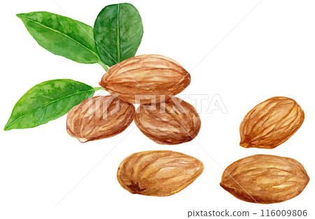 Lots of almonds, seeds and leaves, watercolor illustration 116009806