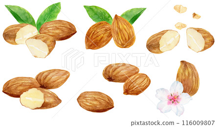 杏仁切插畫素材合集水彩插畫 杏仁切插畫素材合集水彩插畫 116009807
