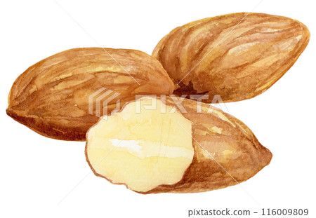Almond watercolor illustration Almond watercolor illustration 116009809