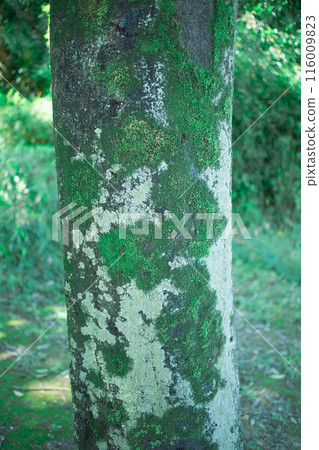 生長的苔蘚 生長的苔蘚 116009823