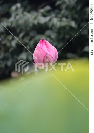 可愛的荷花在綠葉中閃閃發光 116009896