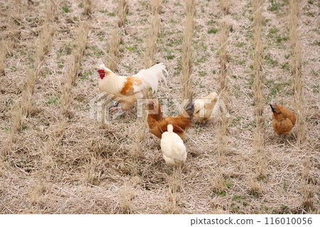 Chickens roaming the rice fields 116010056