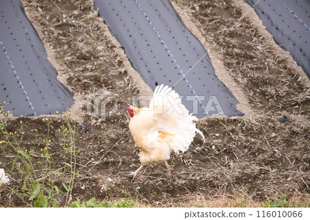 Chicken flapping its wings 116010066