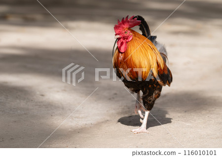 Selective focus of rooster walking. 116010101