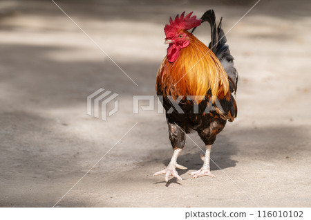 Selective focus of rooster walking. Selective focus of rooster walking. 116010102