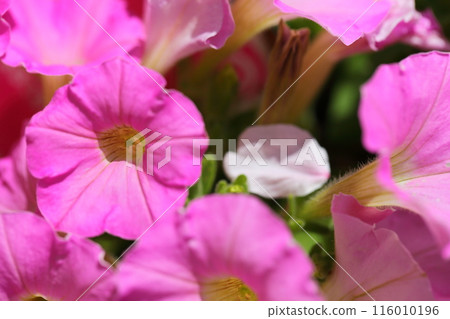 Saffinia的花 Saffinia的花 116010196