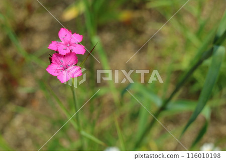 石竹花 石竹花 116010198