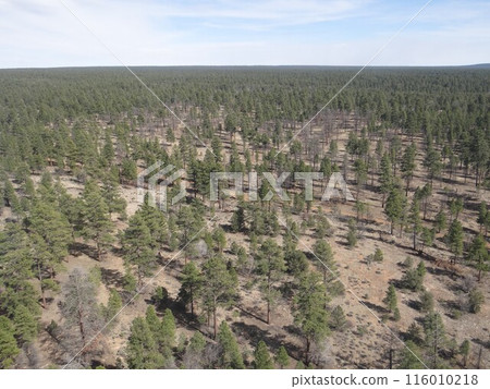 Woods Woods 116010218