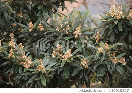 山茶花和山茶花 山茶花和山茶花 116010237