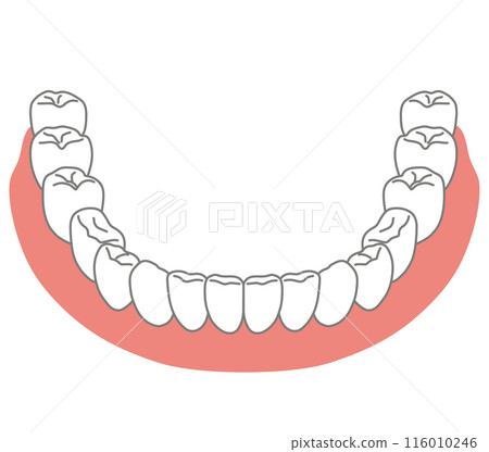 下顎牙列 牙齒排列 刷牙 116010246