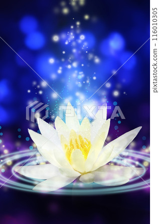 Sleeping Water Lilies 116010305