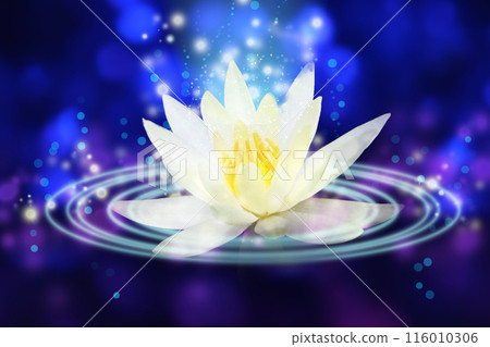 Sleeping Water Lilies 116010306