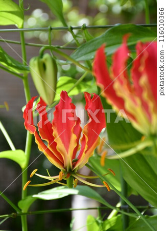 盛開的嘉蘭菊，熱帶紅花 116010366