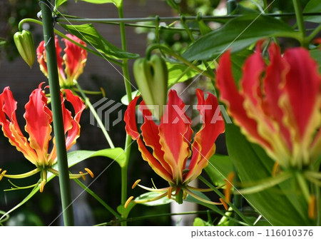Blooming Gloriosa, a tropical red flower Blooming Gloriosa, a tropical red flower 116010376