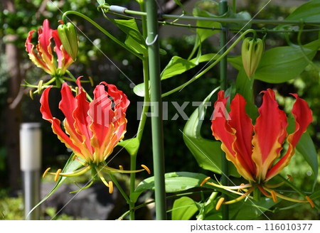 盛開的嘉蘭菊,熱帶紅花 盛開的嘉蘭菊,熱帶紅花 116010377