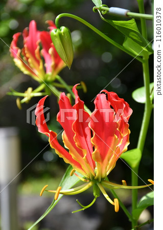 Blooming Gloriosa, a tropical red flower Blooming Gloriosa, a tropical red flower 116010378