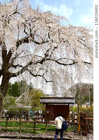 Kakunodate Samurai Street Cherry Blossom Festival 116010402
