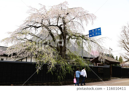 Kakunodate Samurai Street Cherry Blossom Festival 116010411