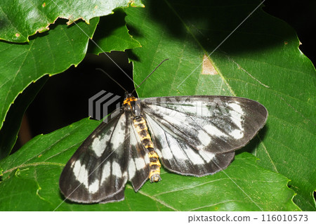 Hiroo Buitton Boedashak Hiroo Buitton Boedashak 116010573