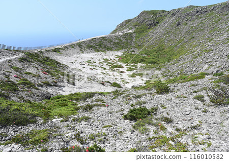 神津島/天上山冬澤 116010582