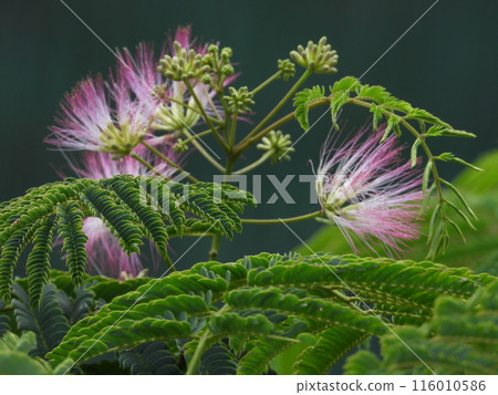 家中花園裡盛開的 Nemunoki 花 116010586
